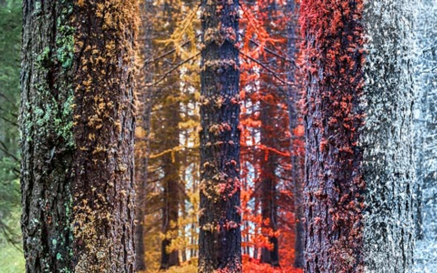 forest trees transitioning through the seasons